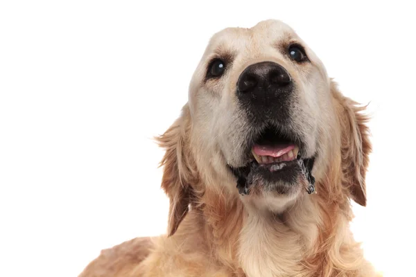 Huvud Förvånad Golden Retriever Flämtande Och Letar Upp Stående Vit — Stockfoto