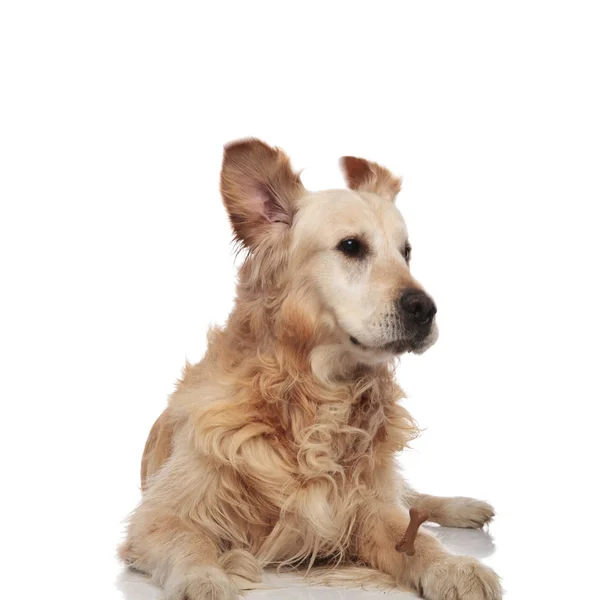 Funny Labrador Raised Ears Looks Side While Lying White Background — Stock Photo, Image