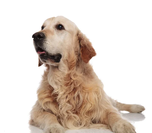 Surprised Golden Retriever Looks Side While Lying White Background Panting — Stock Photo, Image