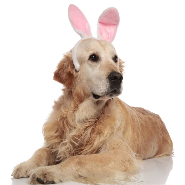 Lying Labrador Wearing Pink Bunny Ears Headband Looks Side White — Stock Photo, Image