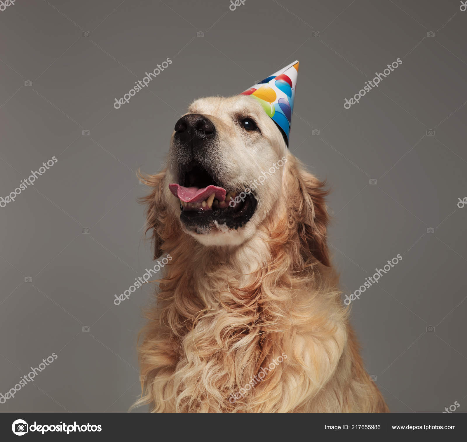 Petit Chien Joyeux Anniversaire Images Libres De Droit Photos De Petit Chien Joyeux Anniversaire Depositphotos