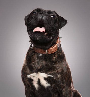 şirin nefes nefese bulldog ışık gri arka plan üzerinde otururken ararken, yakın çekim