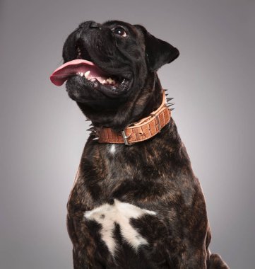 çok güzel siyah bulldog nefes nefese ve ışık gri arka plan üzerinde otururken tarafına ararken