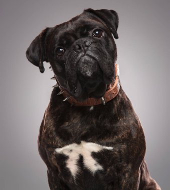 ışık oturan çivili kahverengi tasma giyen sevimli siyah bulldog Başkanı arka plan gri