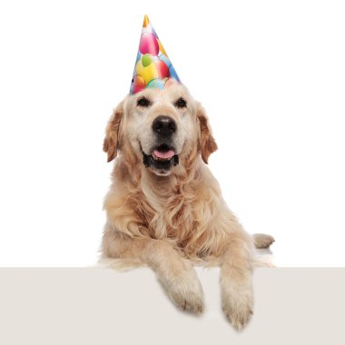 kenar boşluğu üzerinde asılı bacaklar beyaz arka plan üzerinde yatan Doğum günü labrador nefes nefese örnek alıyor