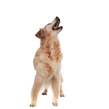 heyecanlı labrador ise yan için arıyorum ve beyaz arka plan üzerinde duran kabuk