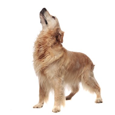 meraklı ayakta beyaz arka tarafa Labrador örnek alıyor