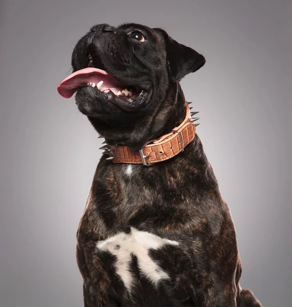 Schattig Zwarte Bulldog Hijgen Zoek Naar Kant Zittend Lichte Grijze — Stockfoto