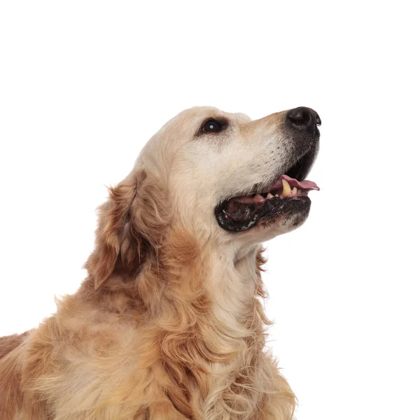 Nahaufnahme Eines Hechelnden Labradors Der Auf Weißem Hintergrund Zur Seite — Stockfoto