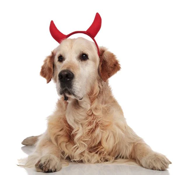 Urocza Diabeł Golden Retriever Leży Białym Tle Wygląda Stronie — Zdjęcie stockowe