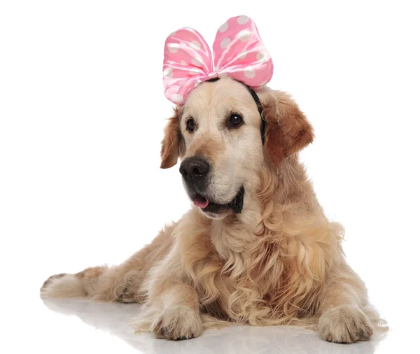 好奇的金色猎犬穿着粉红色丝带头巾躺在白色的背景 并期待身边 — 图库照片