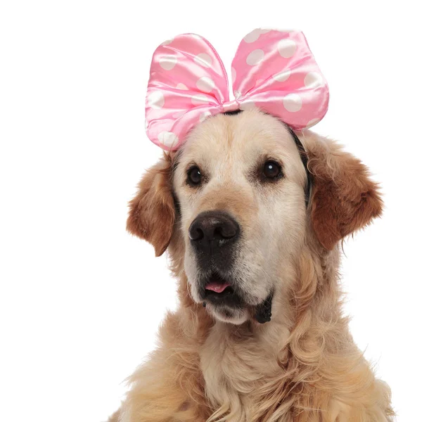 Close Curious Golden Retriever Wearing Pink Ribbon Looking Side While — Stock Photo, Image