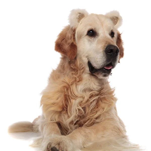 Adorável Labrador Com Orelhas Urso Headband Olha Para Lado Enquanto — Fotografia de Stock