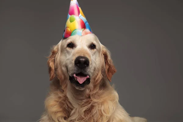 Close Cute Birthday Golden Retriever Panting While Standing Grey Background — Stock Photo, Image