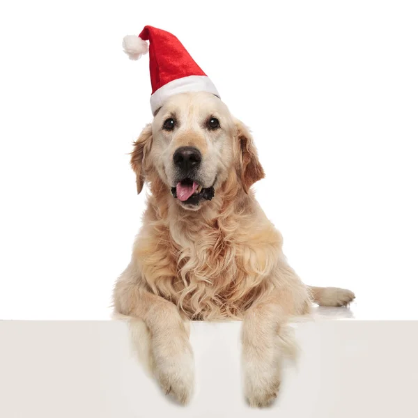 Neugierige Weihnachtsmann Labrador Sieht Zur Seite Während Sie Auf Weißem — Stockfoto