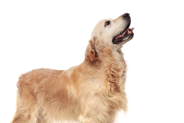 Vista Lateral Golden Retriever Con Lengua Expuesta Mirando Hacia Arriba —  Fotos de Stock