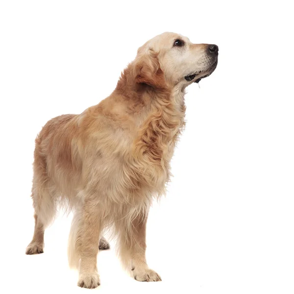 快乐的金色猎犬站在白色的背景 并期待身边 — 图库照片