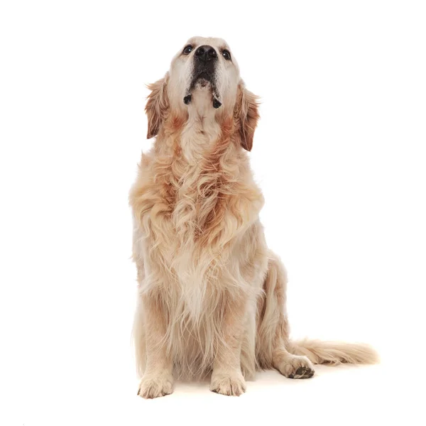 Köpek Yavrusu Gözleri Yapma Beyaz Arka Plan Üzerinde Otururken Ararken — Stok fotoğraf