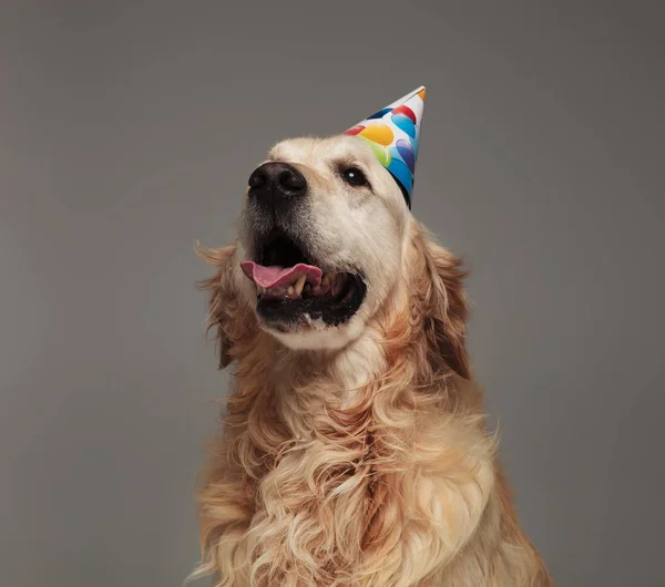 Petit Chien Joyeux Anniversaire Images Libres De Droit Photos De Petit Chien Joyeux Anniversaire Depositphotos