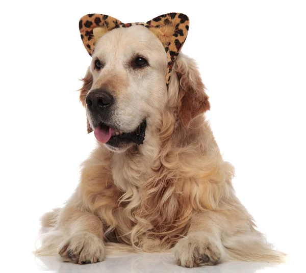 Bonito Labrador Vestido Como Leopardo Para Halloween Olha Para Lado — Fotografia de Stock