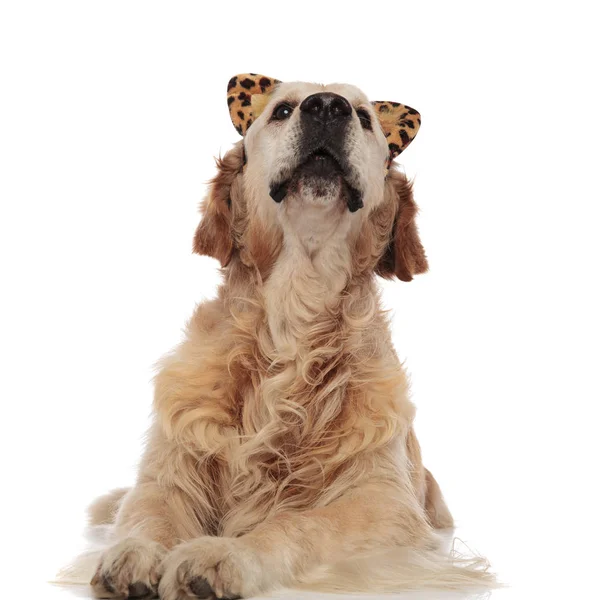 Curious Labrador Wearing Funny Animal Print Headbad Looks While Lying — Stock Photo, Image