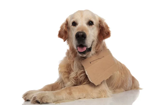 Adorable Lying Golden Retriever Tongue Exposed Empty Board Neck Wants — Stock Photo, Image