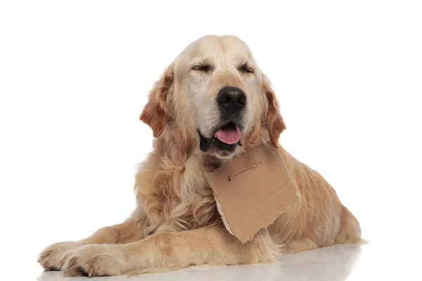Adorable Labrador Jadeando Con Cartel Cartón Alrededor Del Cuello Acostado — Foto de Stock