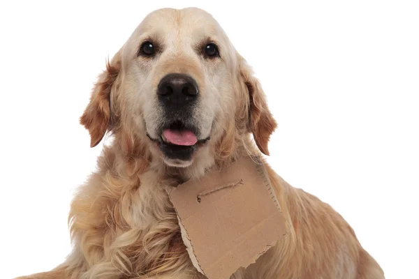 Primo Piano Carino Senzatetto Golden Retriever Ansimando Mentre Trova Sfondo — Foto Stock