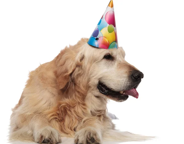 Ofegante Golden Retriever Vestindo Tampão Aniversário Olha Para Lado Enquanto — Fotografia de Stock