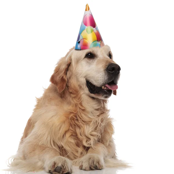 Compleanno Eccitato Golden Retriever Guarda Lato Mentre Sdraiato Sfondo Bianco — Foto Stock