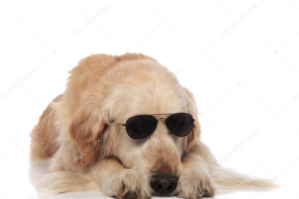 cool labrador wearing sunglasses lying on white background with head between its paws