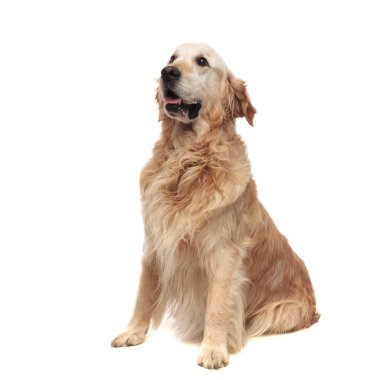 Beyaz arka plan üzerinde nefes nefese süre tarafına meraklı oturmuş labrador görünüyor