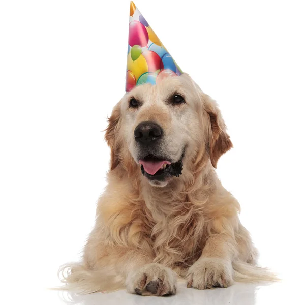 Peludo Golden Retriever Vestindo Boné Aniversário Olha Para Lado Enquanto — Fotografia de Stock