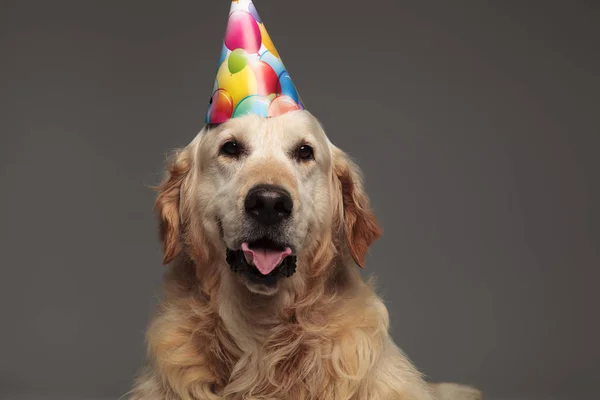 Primo Piano Simpatico Compleanno Golden Retriever Ansimando Mentre Piedi Sfondo — Foto Stock