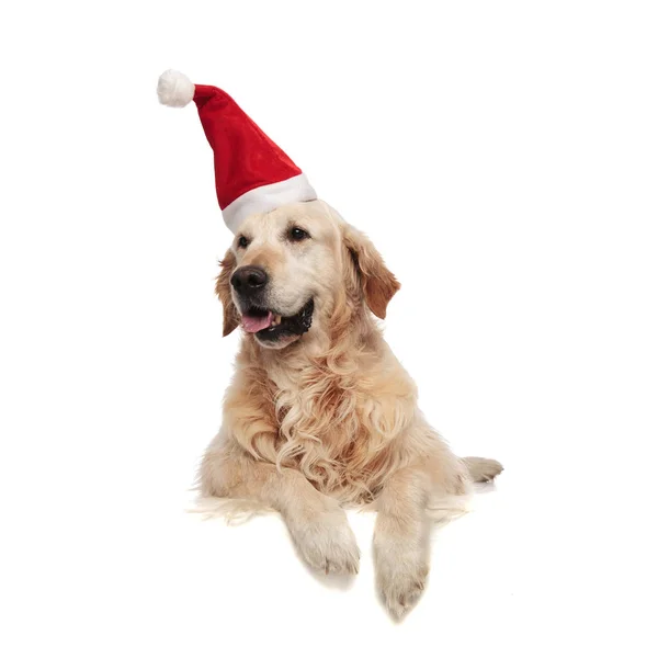 Santa Labrador Calças Olha Para Lado Enquanto Deitado Fundo Branco — Fotografia de Stock