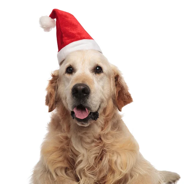 Close Adorable Golden Retriever Dressed Santa Claus Lying White Background — Stock Photo, Image