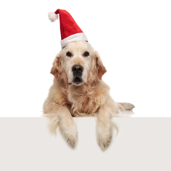 Adorable Golden Retriever Usando Una Gorra Santa Relajante Sobre Fondo — Foto de Stock