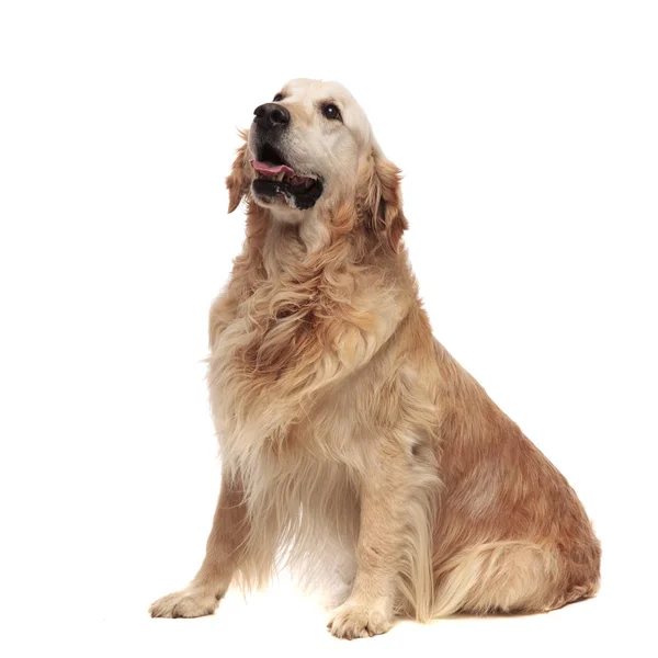 Feliz Sentado Golden Retriever Calças Olha Para Lado Fundo Branco — Fotografia de Stock