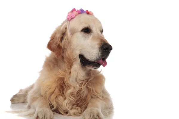 Curioso Golden Retriever Usando Flores Colores Corona Lado — Foto de Stock