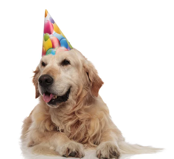 Nieuwsgierig Labrador Hijgen Wachten Haar Verjaardag Partij Liggend Witte Achtergrond — Stockfoto