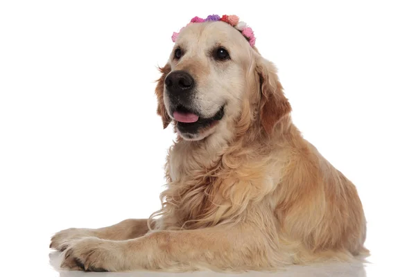 Happy Golden Retriever Com Flores Coloridas Headband Olha Para Lado — Fotografia de Stock