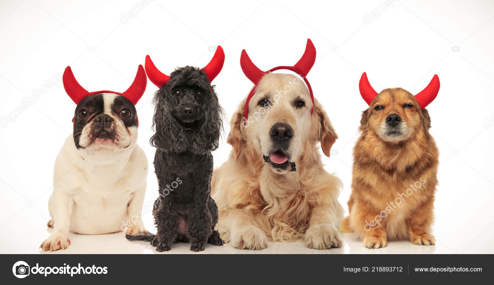 コラージュ画像のハロウィーンの悪魔の角をはめた犬はかわいい ストック写真 C Feedough コラージュ画像のハロウィーンの悪魔の角をはめた犬はかわいい ストック写真 C Feedough