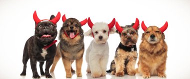 beş küçük sevimli köpek Cadılar Bayramı için kolaj resim kırmızı şeytan boynuzlarını takıyor