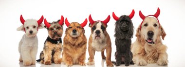 Cadılar Bayramı, kolaj resim kutluyor 6 çok güzel şeytan köpekler
