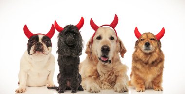 sevimli köpek Cadılar Bayramı için kolaj resim şeytan boynuzlarını takıyor