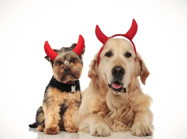 Pareja Lindos Perros Con Cuernos Diablo Collage Imagen — Foto de Stock