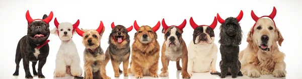 Rozkošný Haloween Psi Nosí Červený Ďábel Rohy Koláž Obrázek — Stock fotografie