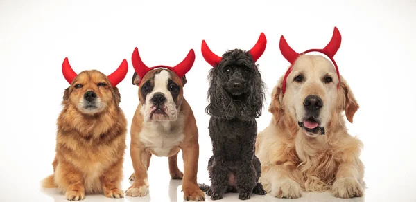 Pieski Sobie Halloween Kostium Diabła Pozowanie Razem Kolaż Obraz — Zdjęcie stockowe