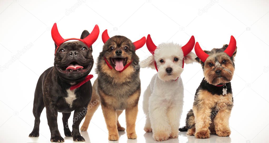 4 happy little dogs celebrating halloween by wearing devil horns, collage image