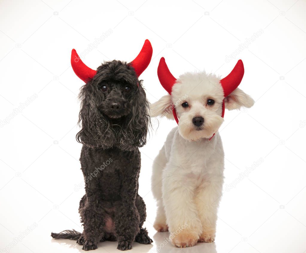 cute black and white dogs wearing red devil horns for halloween, collage image